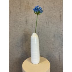 Agapanthus bl� 70 cm