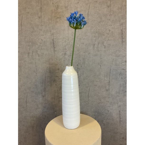 Agapanthus bl� 70 cm