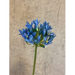 Agapanthus bl� 70 cm