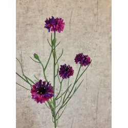 Kornblomst lilla 66 cm