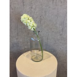 Hyacint Hvid 42 cm