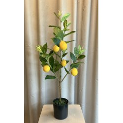 Citrontr� i potte 61 cm