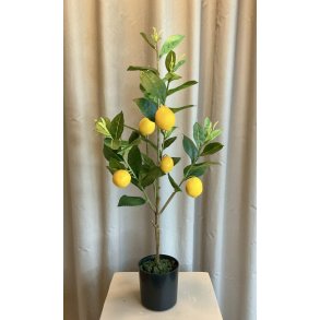 Citrontr� i potte 61 cm