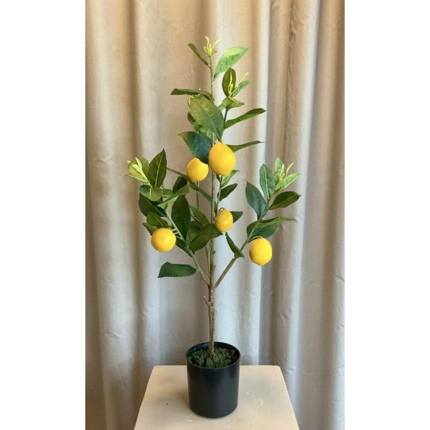 Citrontr� i potte 61 cm