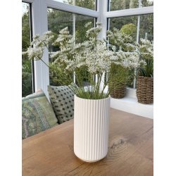 Sk�rmblomst hvid 50 cm