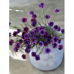 Kornblomst lilla 66 cm