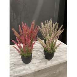 Lyng i potte 23 cm - rosa