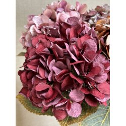 Hortensia Bordeaux 64 cm