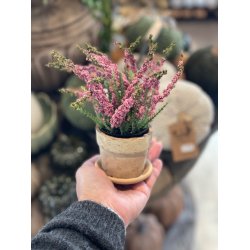 Mini Lyng i plast potte - rosa