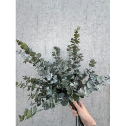 Eukalyptus Gren 75 cm