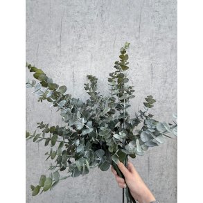 Eukalyptus Gren 75 cm