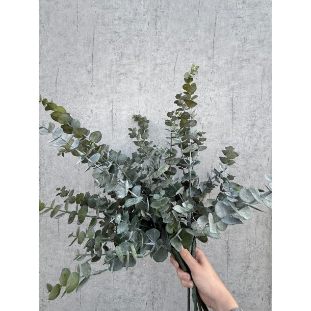 Eukalyptus Gren 75 cm