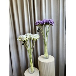 Agapanthus hvid 70 cm