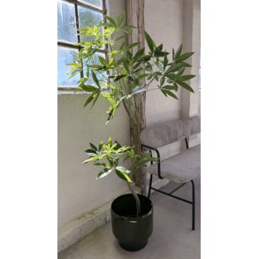 Pachira tr� h 150 cm