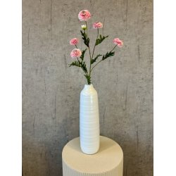 Helichrysum rosa 68 cm