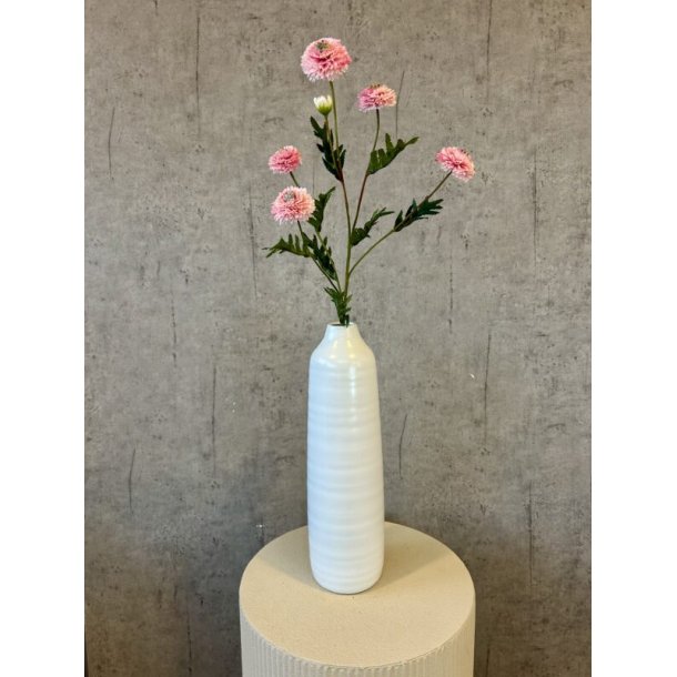 Helichrysum rosa 68 cm
