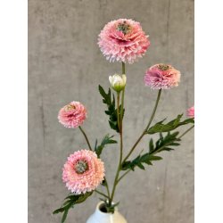 Helichrysum rosa 68 cm