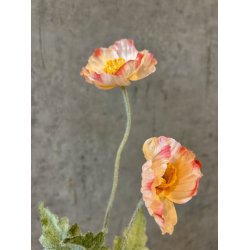 Valmue abrikos 61 cm