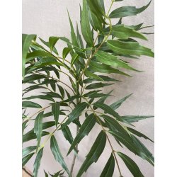 Mahonia tr� 153 cm