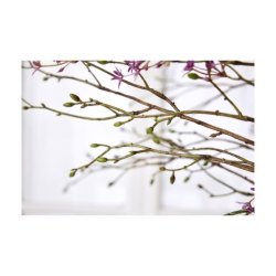 Tilia grene bundt 3 stk