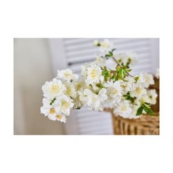 Kirseb�rgren Hvid - 90 cm