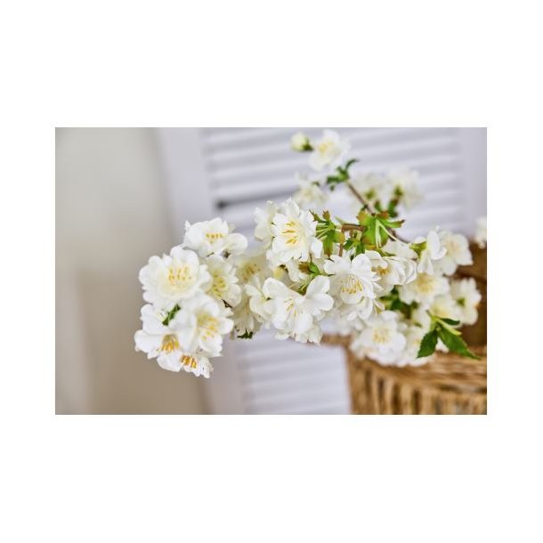 Kirseb�rgren Hvid - 90 cm